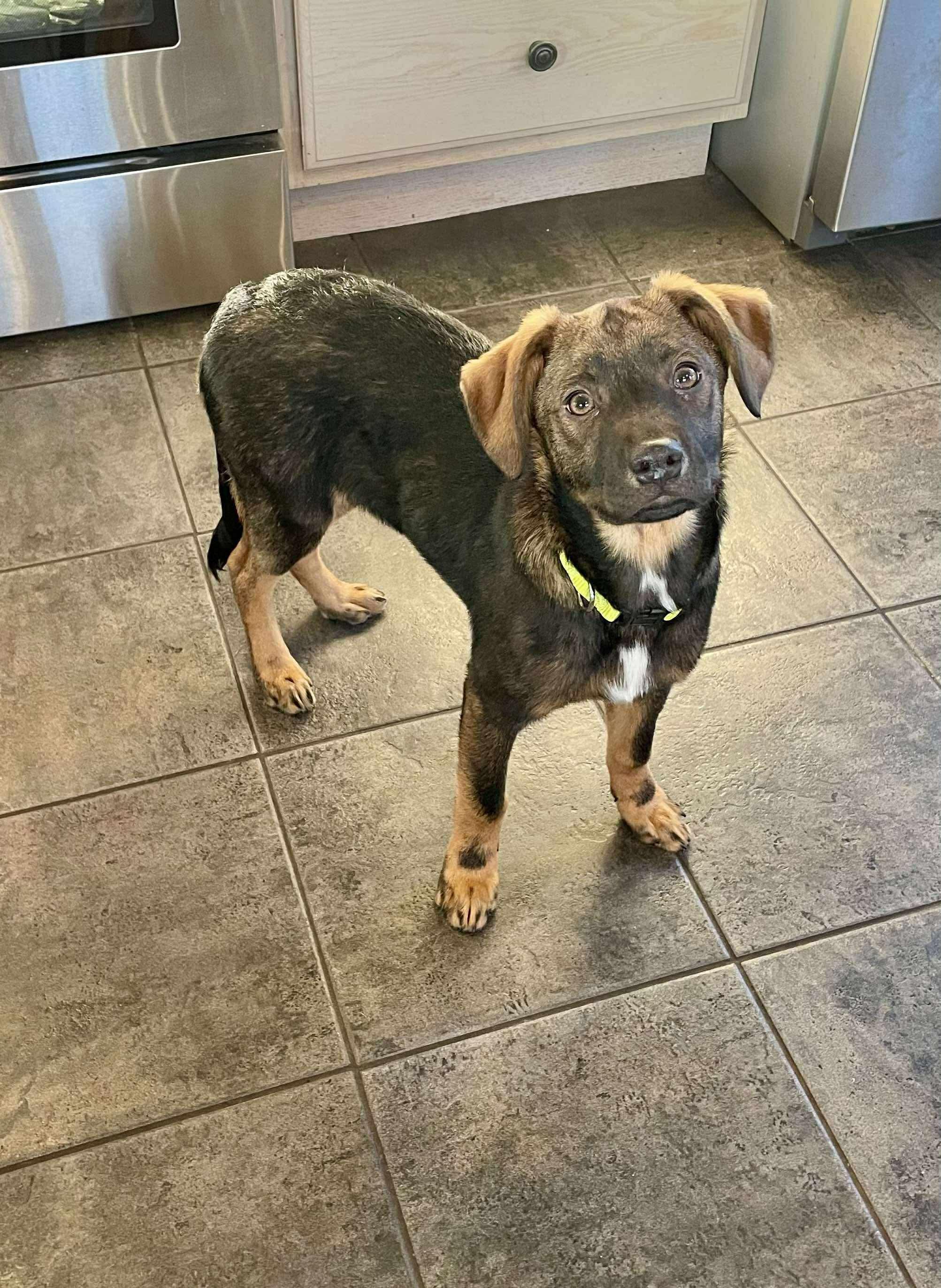 Enlarge Mylee, a ADOPTABLE mixed breed in Faribault, MN image 4/5