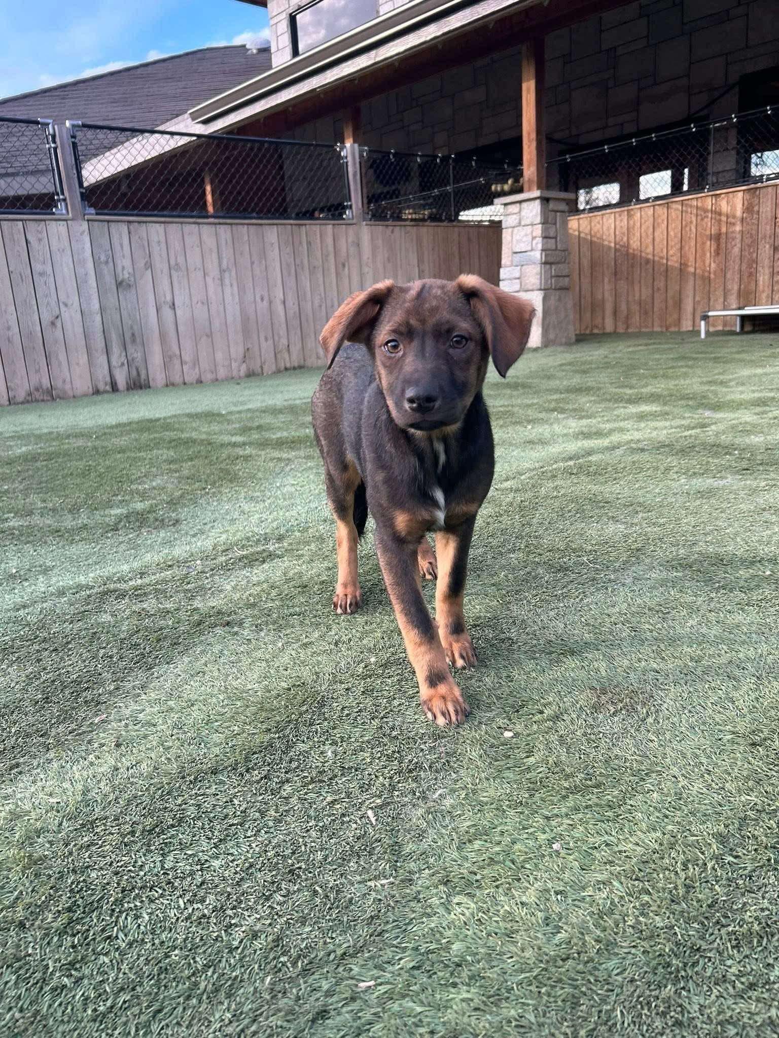 Enlarge Mylee, a ADOPTABLE mixed breed in Faribault, MN image 5/5