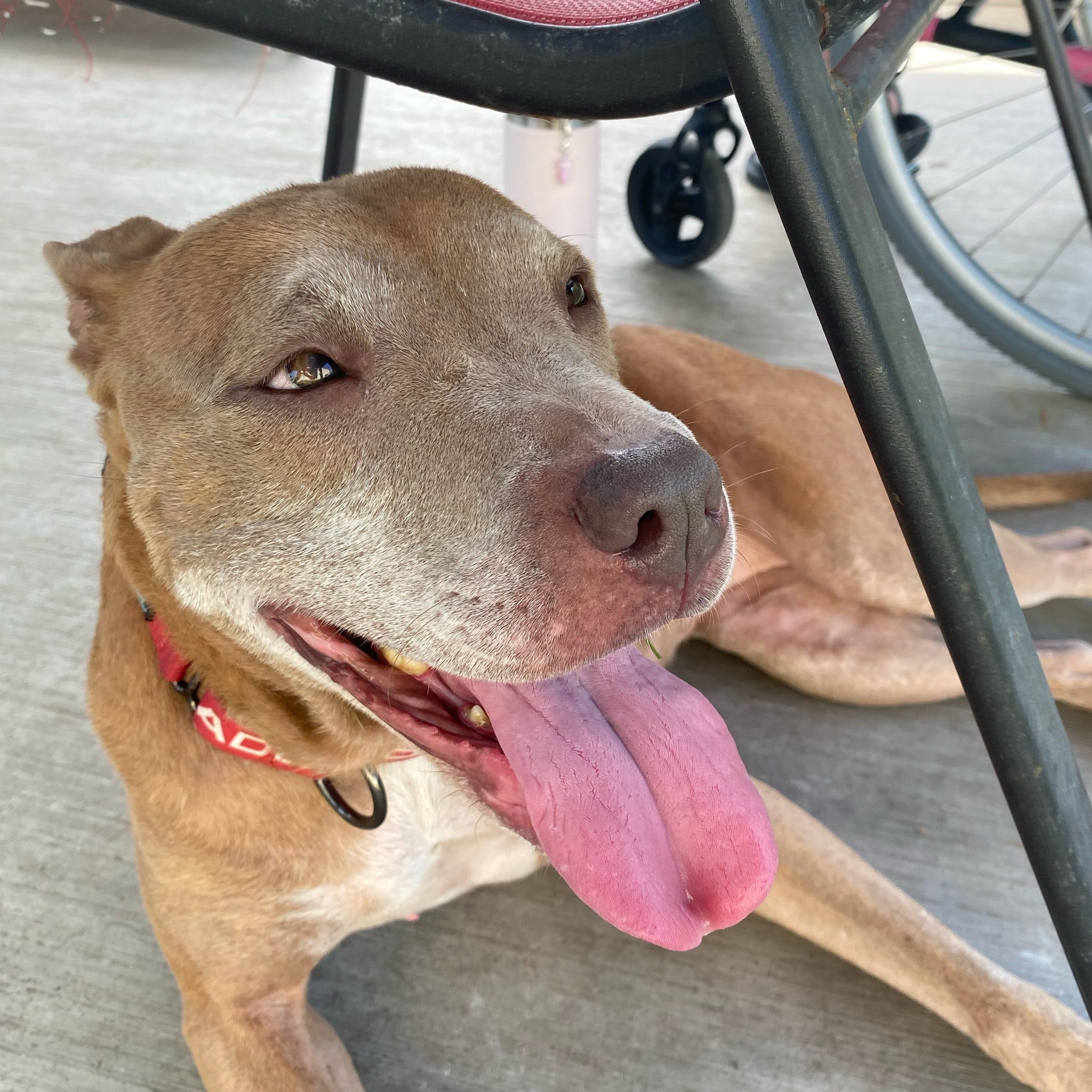 Dog for adoption Sia, a Bull Terrier Mix in Houston, TX Petfinder