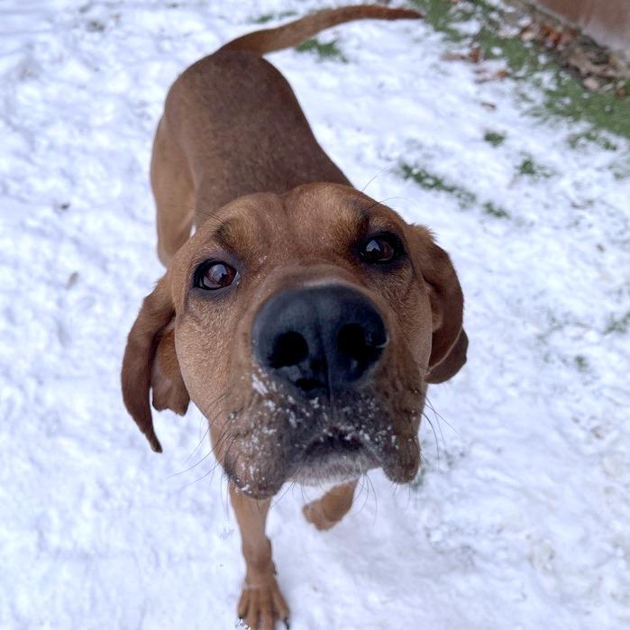 Enlarge Chef Boyardee, a Adoptable mixed breed in South Burlington, VT image 1/6