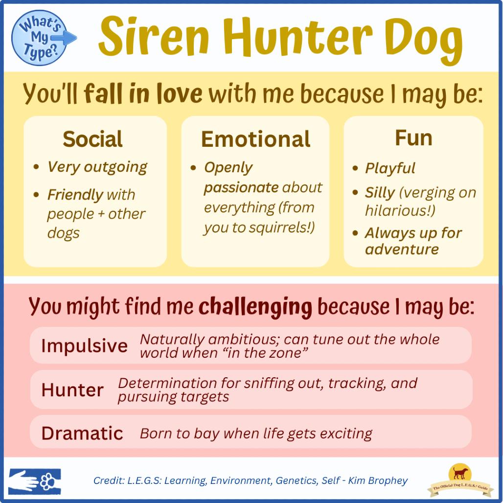 Enlarge Chef Boyardee, a Adoptable mixed breed in South Burlington, VT image 3/6