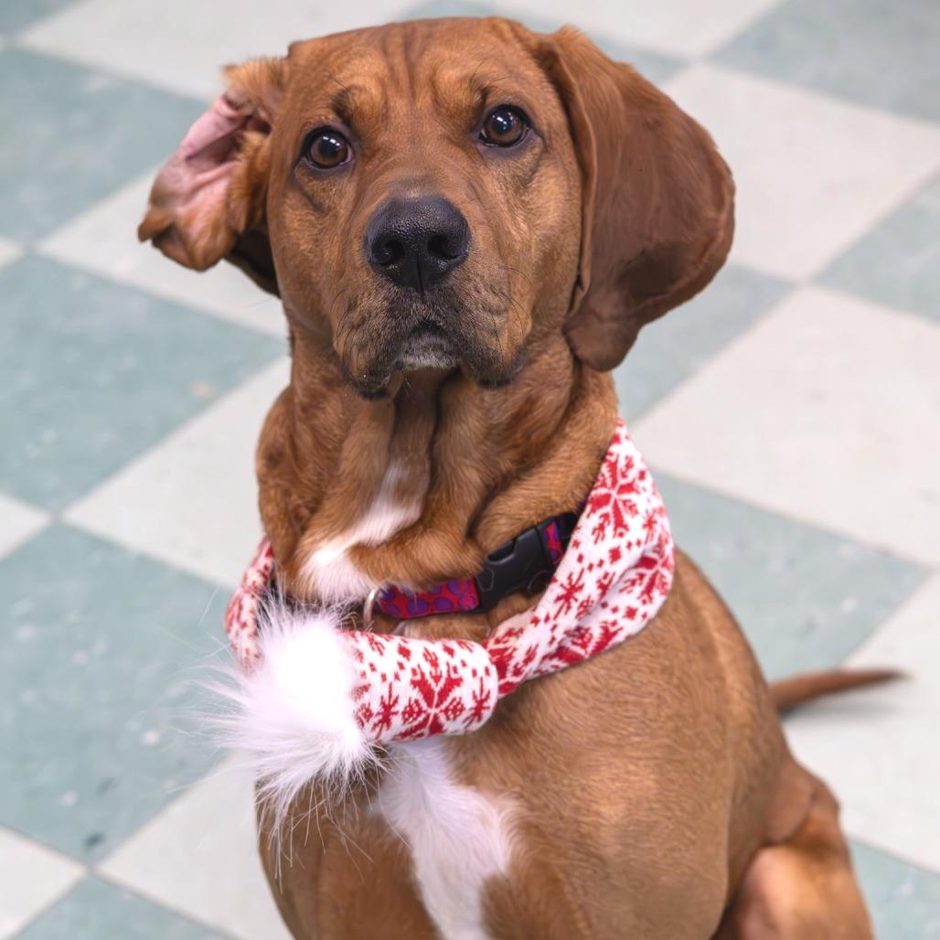 Enlarge Chef Boyardee, a Adoptable mixed breed in South Burlington, VT image 4/6