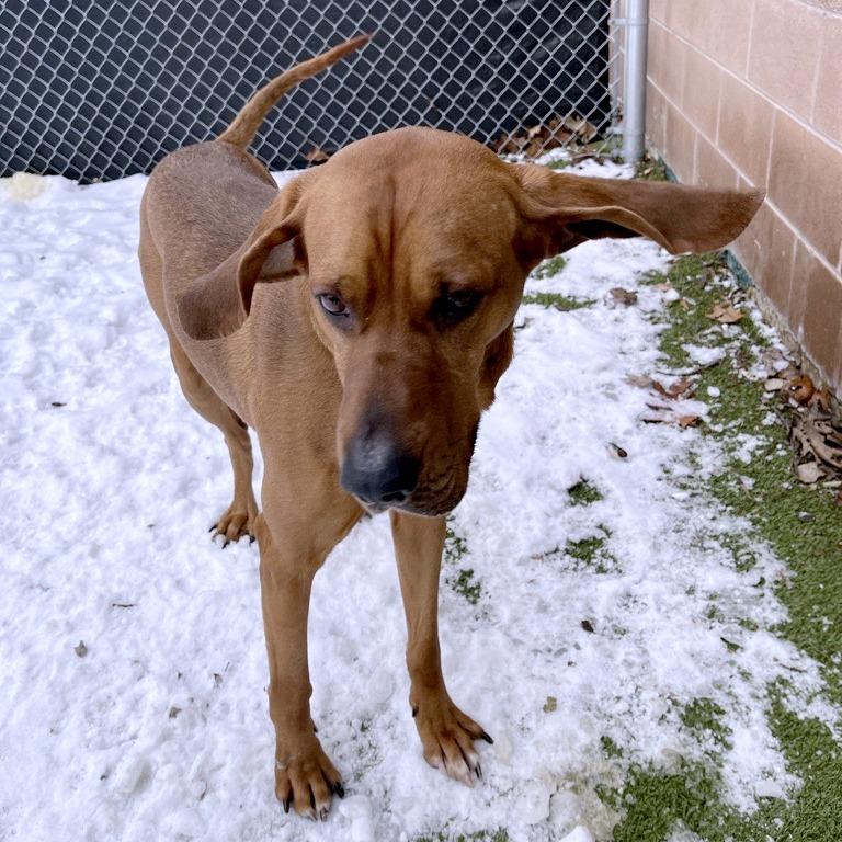 Enlarge Chef Boyardee, a Adoptable mixed breed in South Burlington, VT image 5/6