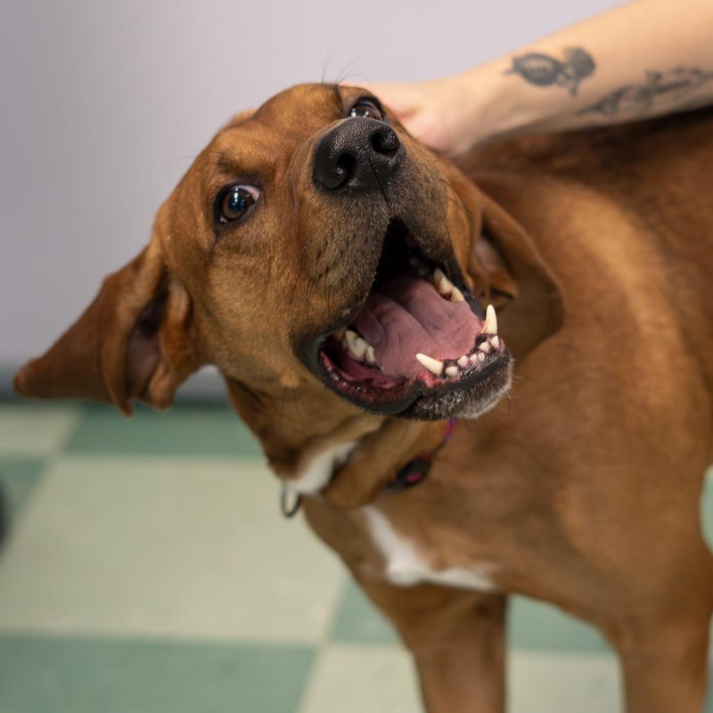 Enlarge Chef Boyardee, a Adoptable mixed breed in South Burlington, VT image 6/6