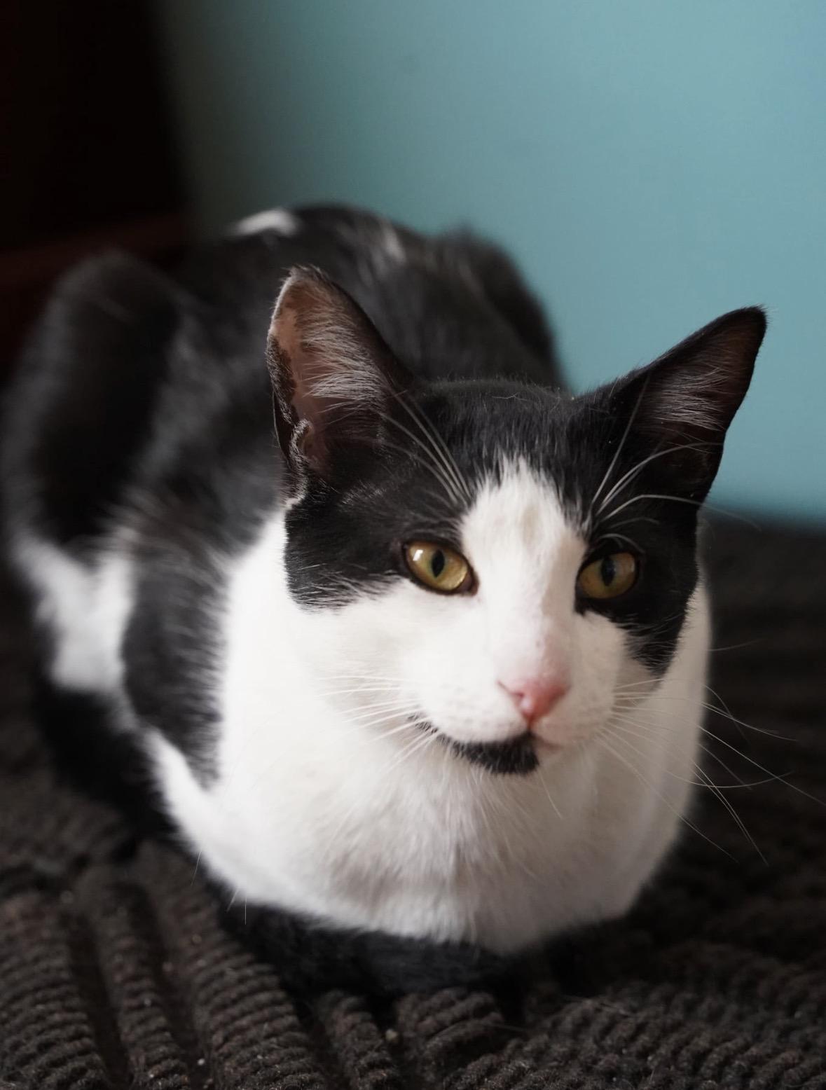 Latte ( Friendly & Sweet), a ADOPTABLE Domestic Short Hair in Staten Island, NY image 2/4