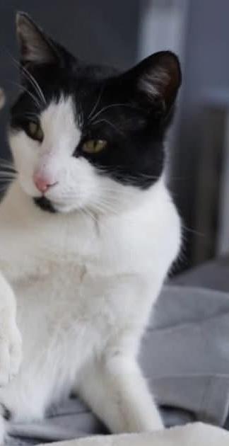 Latte ( Friendly & Sweet), ADOPTABLE, Adult Male Domestic Short Hair.