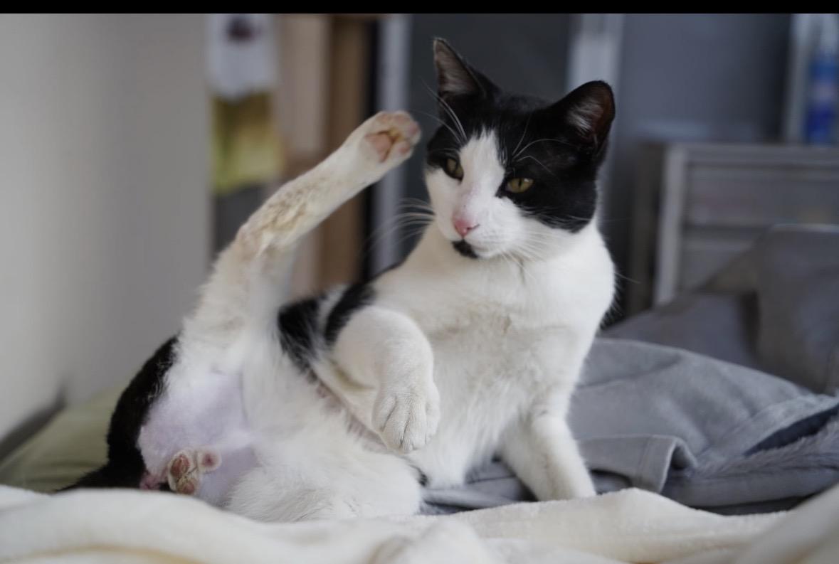 Latte ( Friendly & Sweet), a ADOPTABLE Domestic Short Hair in Staten Island, NY image 3/4