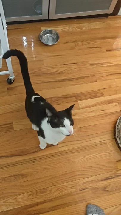 Enlarge Latte ( Friendly & Sweet), a ADOPTABLE Domestic Short Hair in Staten Island, NY video 4/4