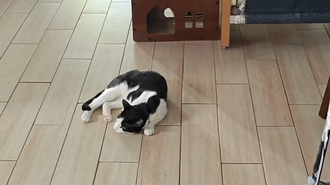 Enlarge Latte ( Friendly & Sweet), a ADOPTABLE Domestic Short Hair in Staten Island, NY video 5/5