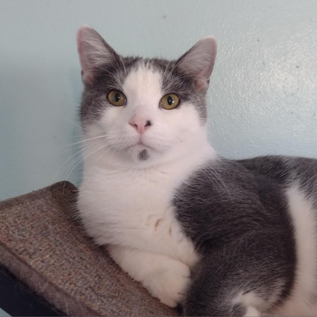 Enlarge Hops, a Adoptable Domestic Short Hair in Muncie, IN image 1/3