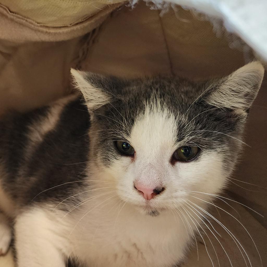 Enlarge Hops, a Adoptable Domestic Short Hair in Muncie, IN image 2/3