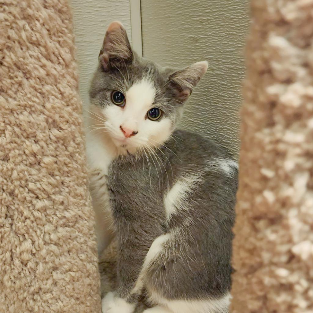 Enlarge Hops, a Adoptable Domestic Short Hair in Muncie, IN image 3/3