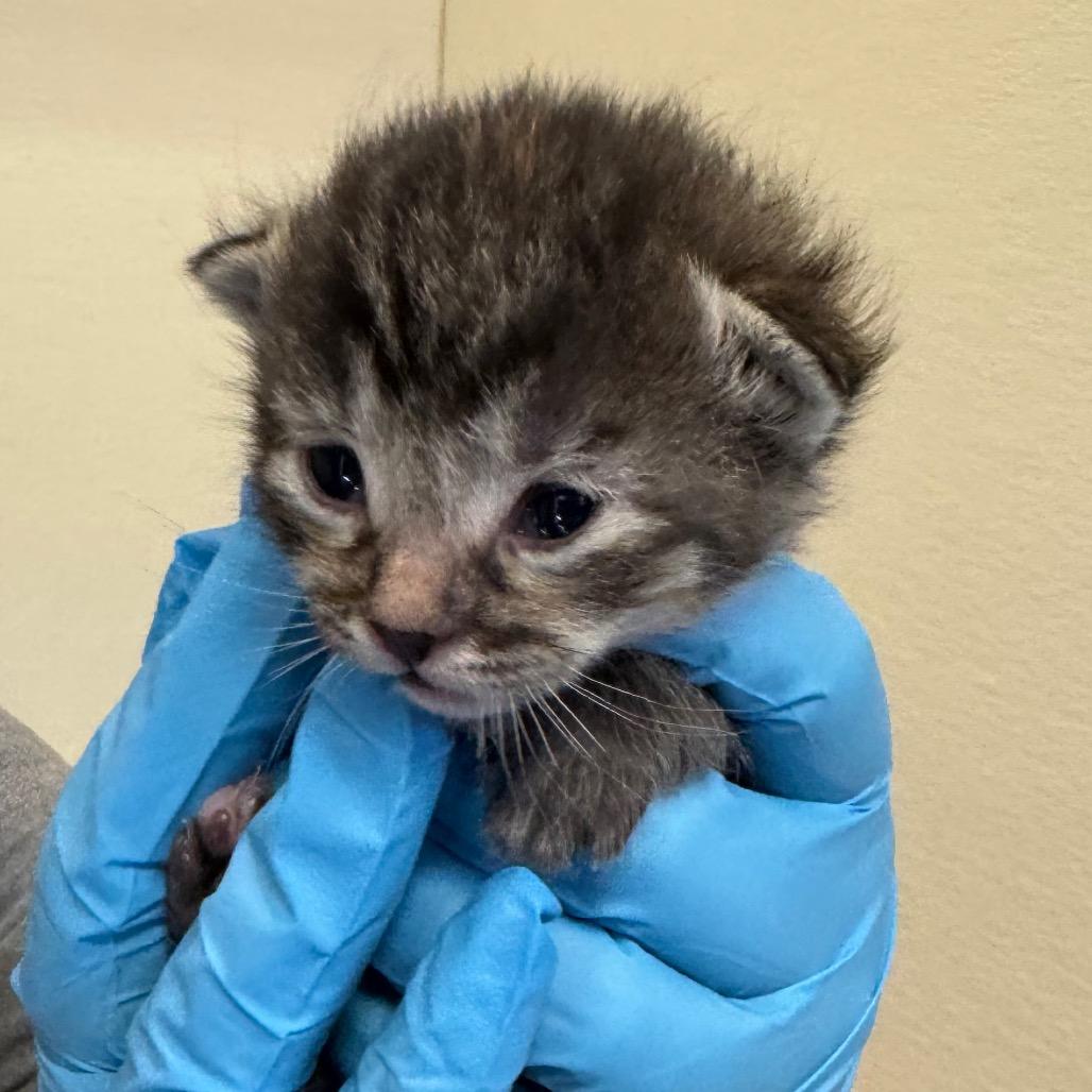 Tabasco, Adoptable, Kitten Female Domestic Short Hair.