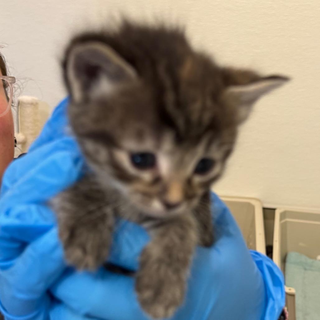 Enlarge Tabasco, a Adoptable Domestic Short Hair in International Falls, MN image 2/3