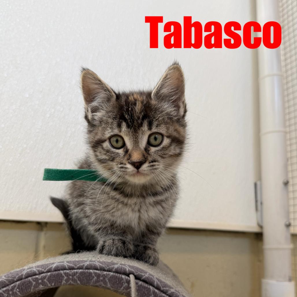 Enlarge Tabasco, a Adoptable Domestic Short Hair in International Falls, MN image 3/3