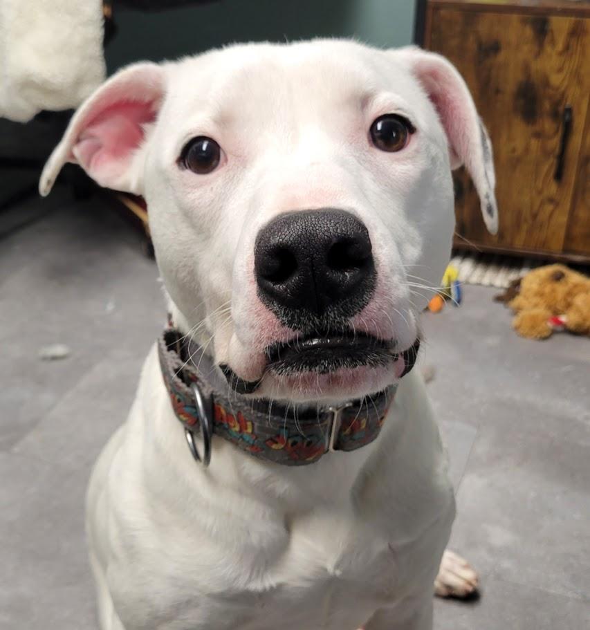 Enlarge Mouse, a ADOPTABLE mixed breed in Lisbon, OH image 4/5