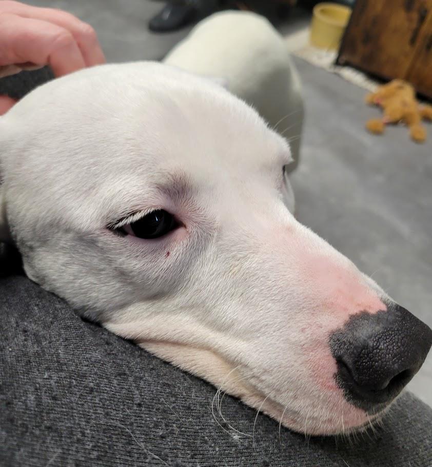 Enlarge Mouse, a ADOPTABLE mixed breed in Lisbon, OH image 2/5