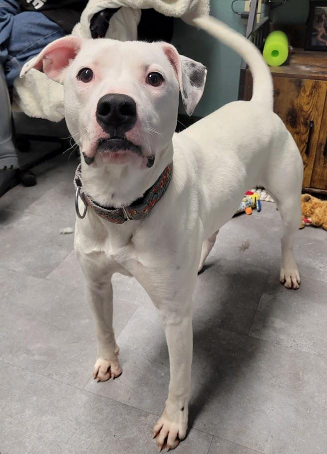 Enlarge Mouse, a ADOPTABLE mixed breed in Lisbon, OH image 1/5