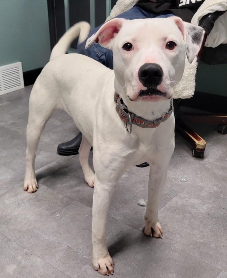 Enlarge Mouse, a ADOPTABLE mixed breed in Lisbon, OH image 3/5