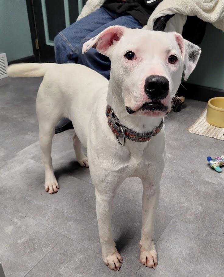 Enlarge Mouse, a ADOPTABLE mixed breed in Lisbon, OH image 5/5