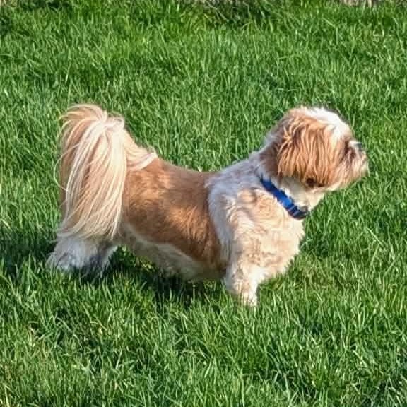 Enlarge Ripley: 4yrs young male Shih Tzu, a ADOPTABLE Shih Tzu in ST JACOBS, ON image 2/6