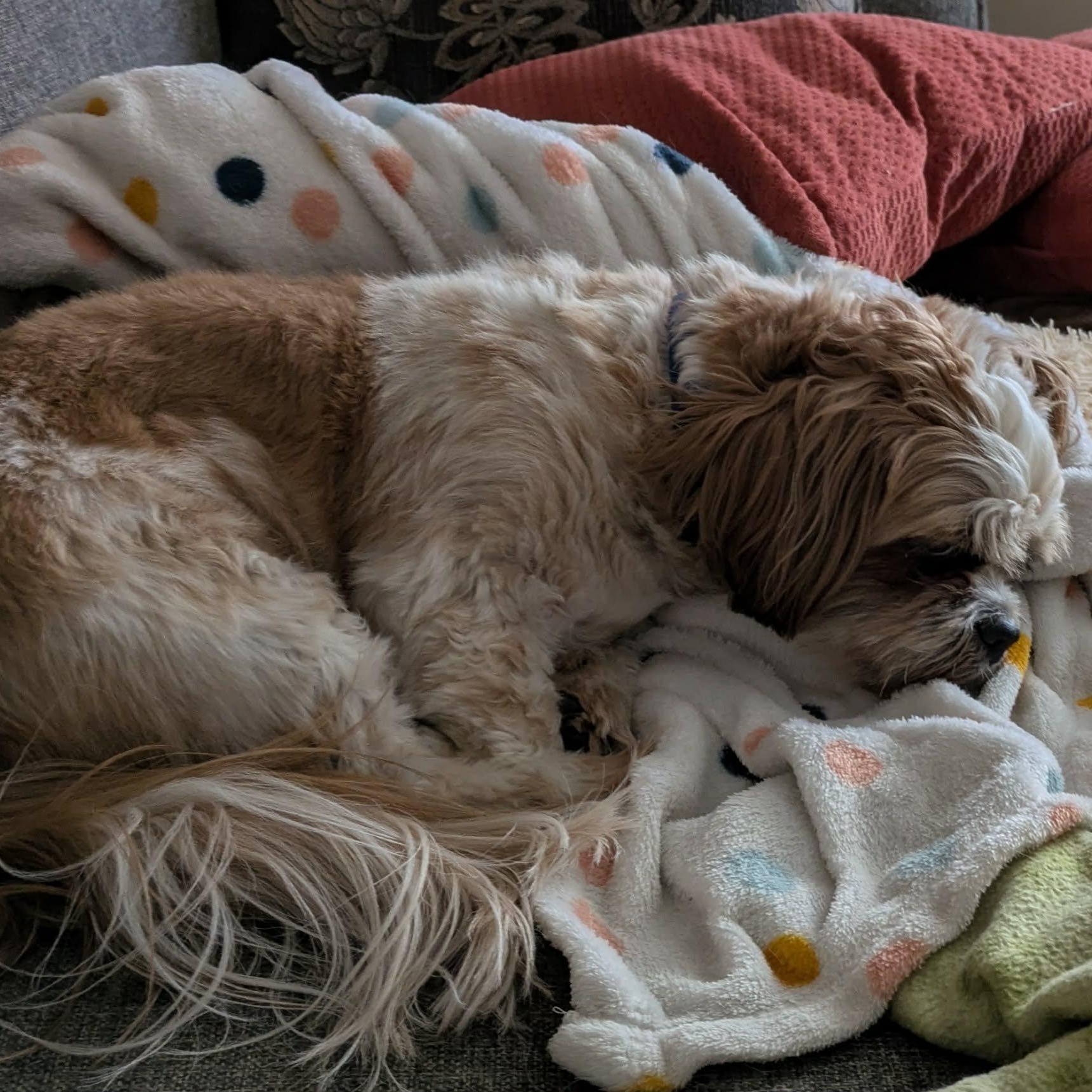 Enlarge Ripley: 4yrs young male Shih Tzu, a ADOPTABLE Shih Tzu in ST JACOBS, ON image 6/6