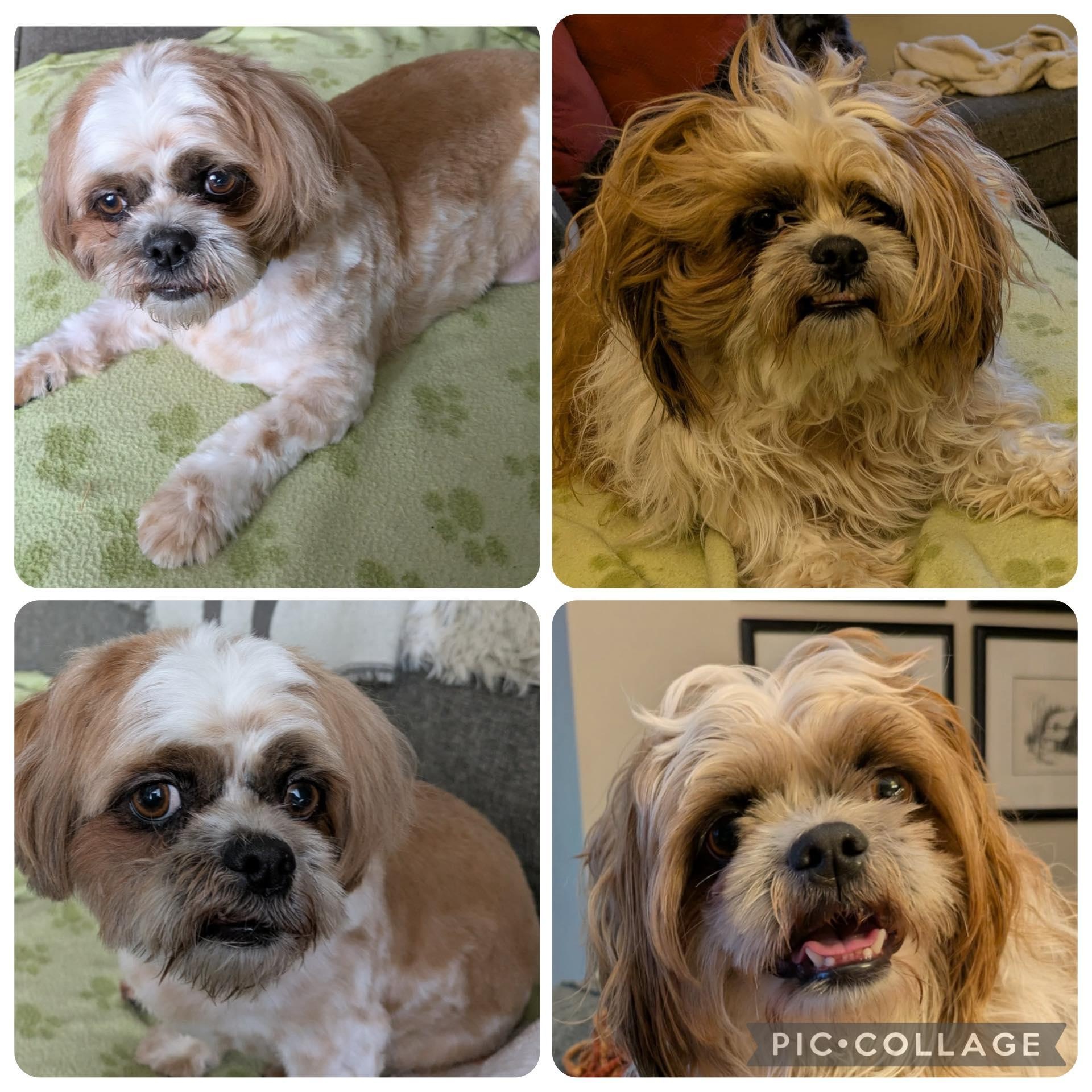 Ripley: 4yrs young male Shih Tzu, a ADOPTABLE Shih Tzu in ST JACOBS, ON image 4/6