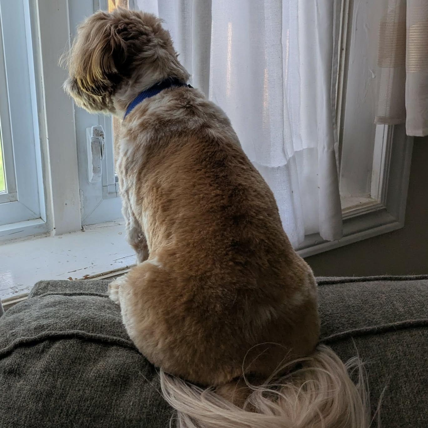 Enlarge Ripley: 4yrs young male Shih Tzu, a ADOPTABLE Shih Tzu in ST JACOBS, ON image 3/6
