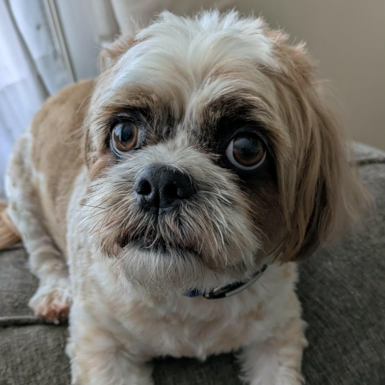 Ripley: 4yrs young male Shih Tzu, ADOPTABLE, Adult Male Shih Tzu.