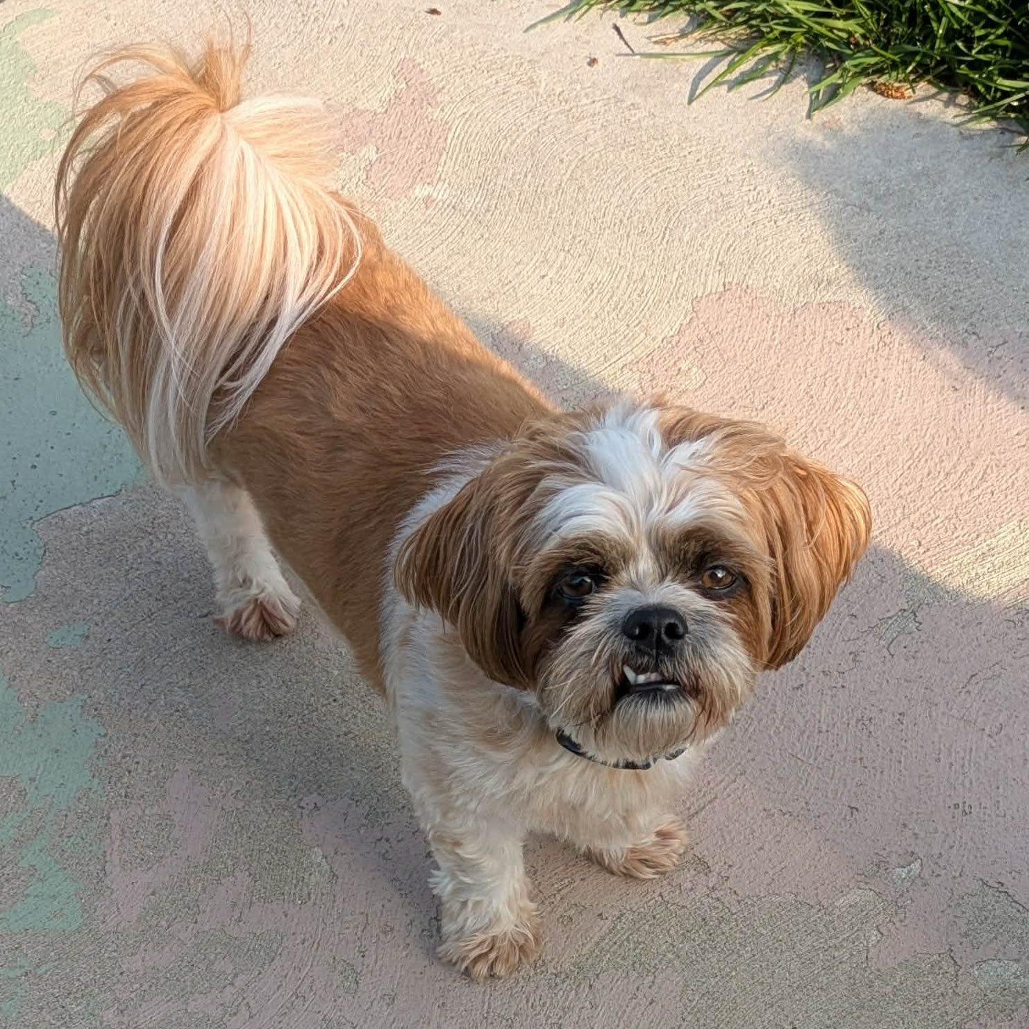Ripley: 4yrs young male Shih Tzu, ADOPTABLE, Adult Male Shih Tzu.