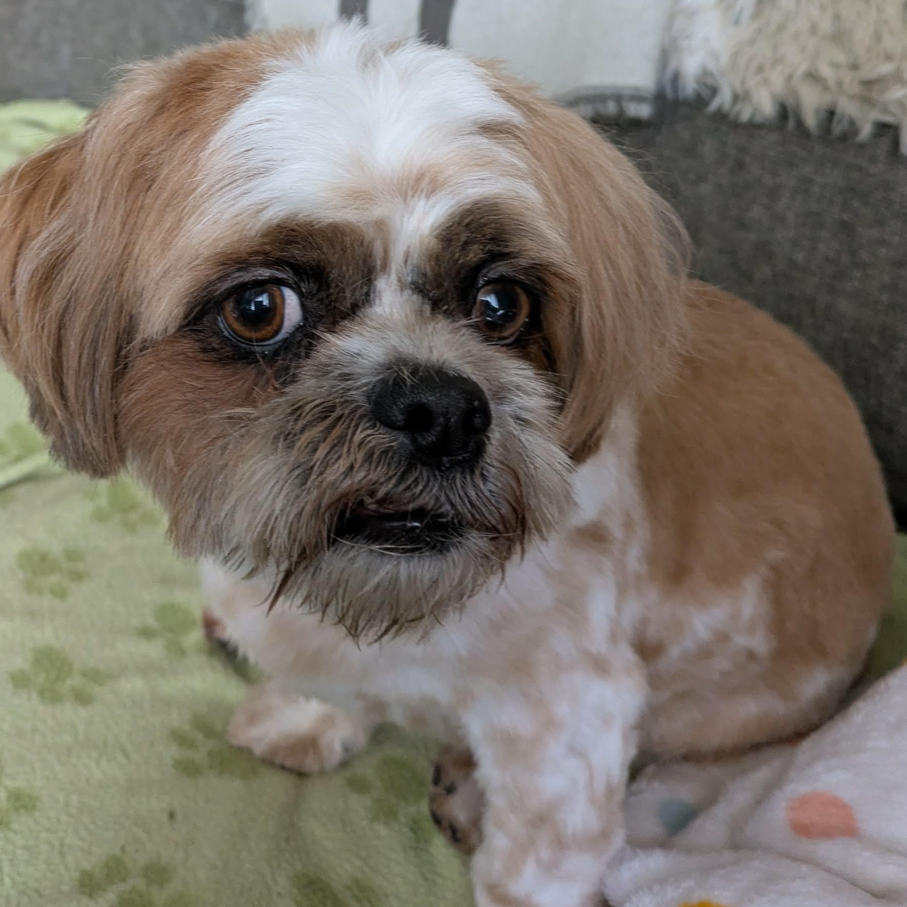 Ripley: 4yrs young male Shih Tzu, a ADOPTABLE Shih Tzu in ST JACOBS, ON image 6/6