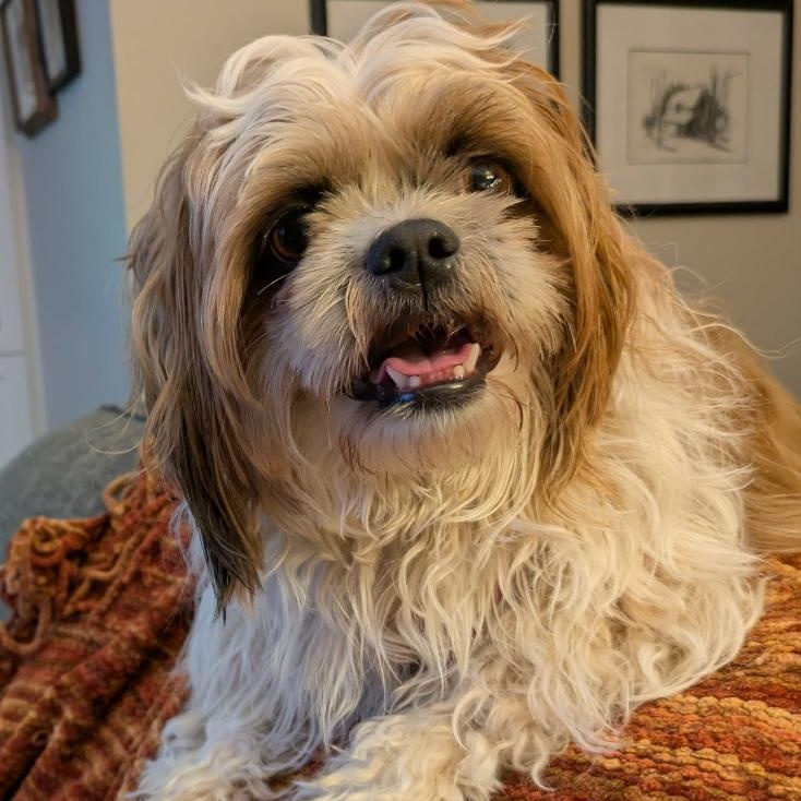 Ripley: 4yrs young male Shih Tzu, a ADOPTABLE Shih Tzu in ST JACOBS, ON image 3/6