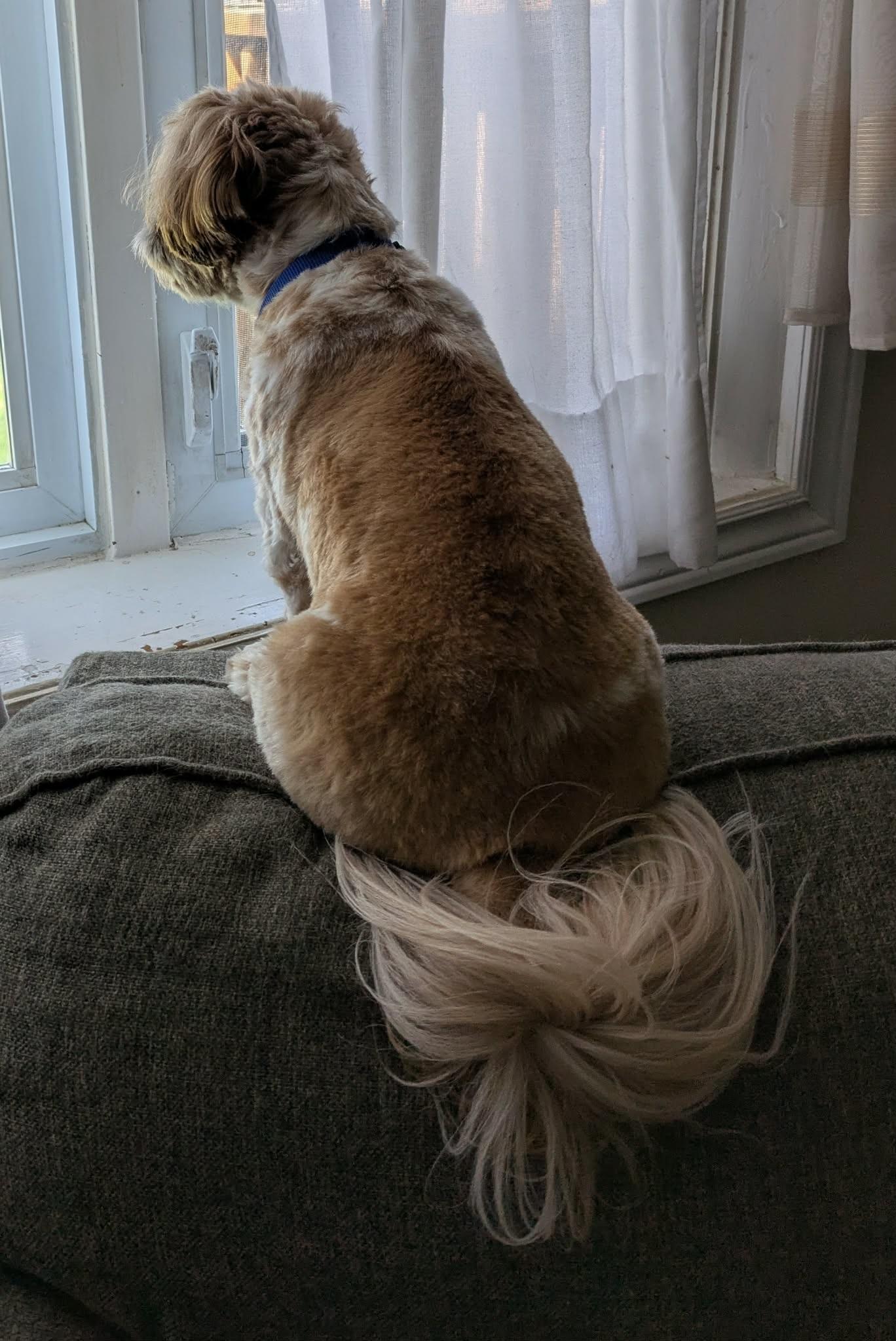 Ripley: 4yrs young male Shih Tzu, a ADOPTABLE Shih Tzu in ST JACOBS, ON image 5/6