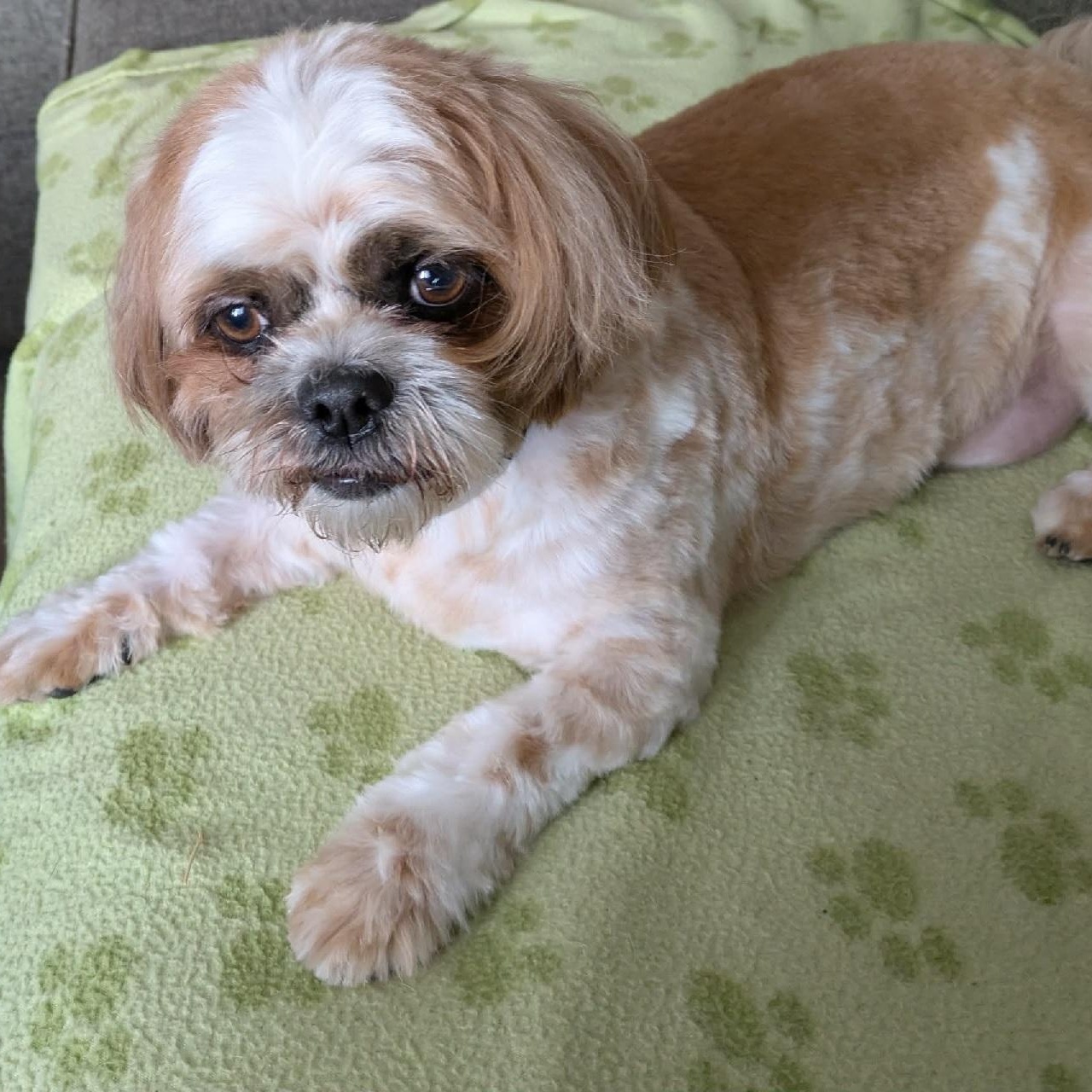 Ripley: 4yrs young male Shih Tzu, a ADOPTABLE Shih Tzu in ST JACOBS, ON image 2/6