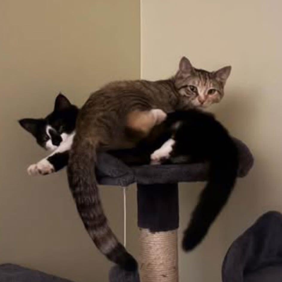 Enlarge Daisy (Tabby) and Minnie (Black and White) Bonded Sisters!! ***Courtesty Post******, an adopted Domestic Short Hair in Warren, MI image 4/5
