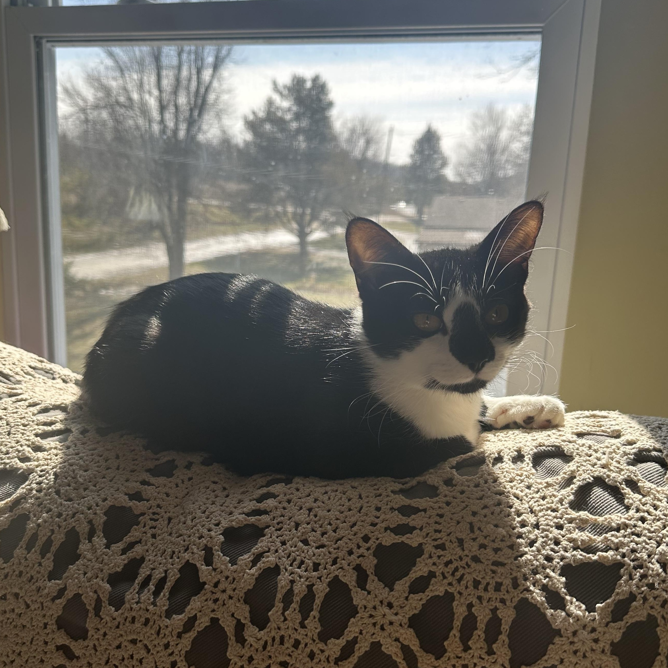 Enlarge Daisy (Tabby) and Minnie (Black and White) Bonded Sisters!! ***Courtesty Post******, an adopted Domestic Short Hair in Warren, MI image 3/5