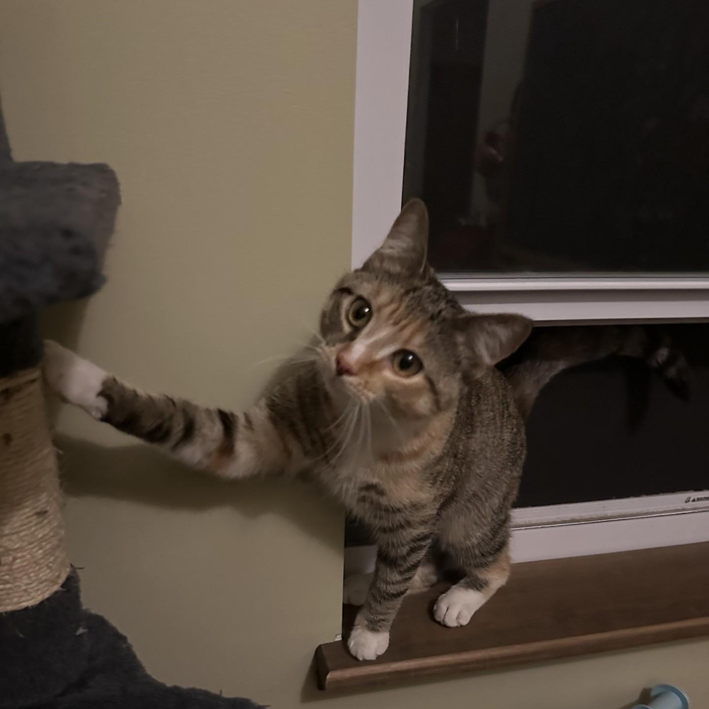 Enlarge Daisy (Tabby) and Minnie (Black and White) Bonded Sisters!! ***Courtesty Post******, an adopted Domestic Short Hair in Warren, MI image 5/5