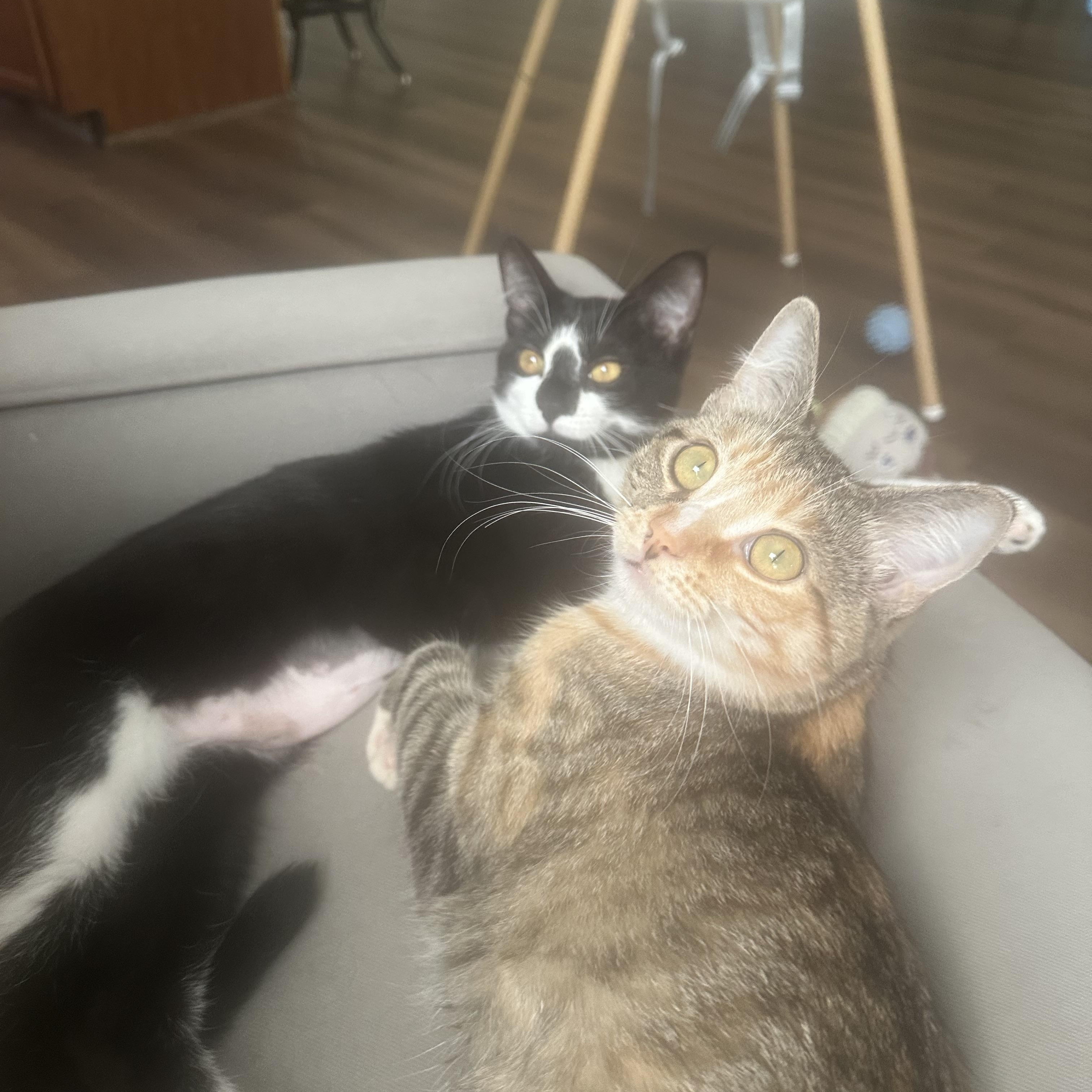 Daisy (Tabby) and Minnie (Black and White) Bonded Sisters!! ***Courtesty Post******, adopted, Kitten Female Domestic Short Hair.
