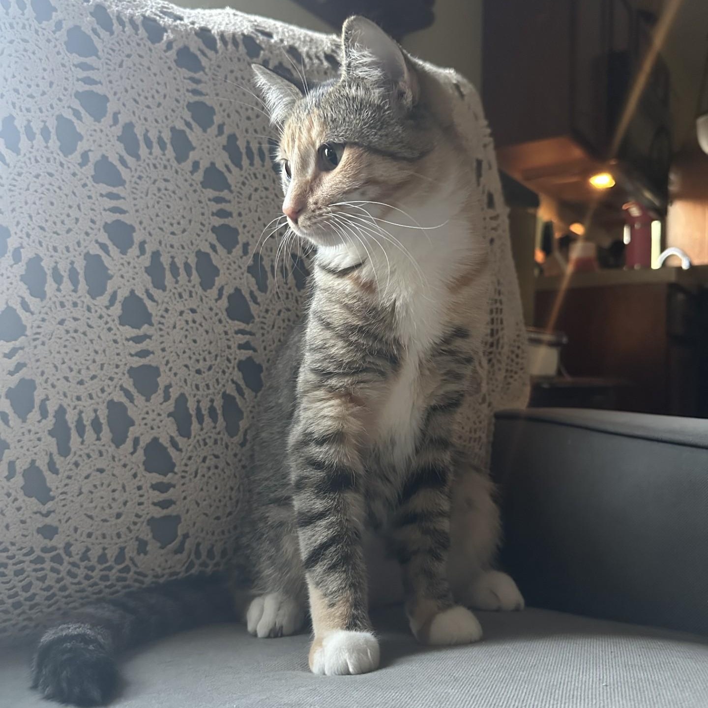 Enlarge Daisy (Tabby) and Minnie (Black and White) Bonded Sisters!! ***Courtesty Post******, an adopted Domestic Short Hair in Warren, MI image 2/5