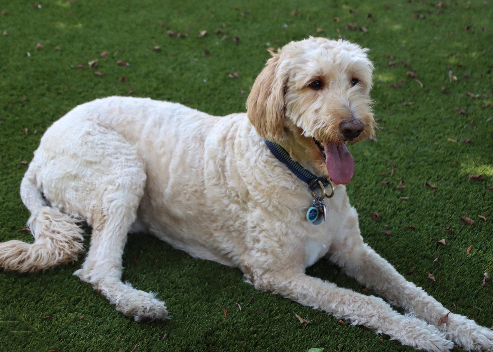 Leonardo, Adoptable, Adult Male Golden Retriever & Standard Poodle.