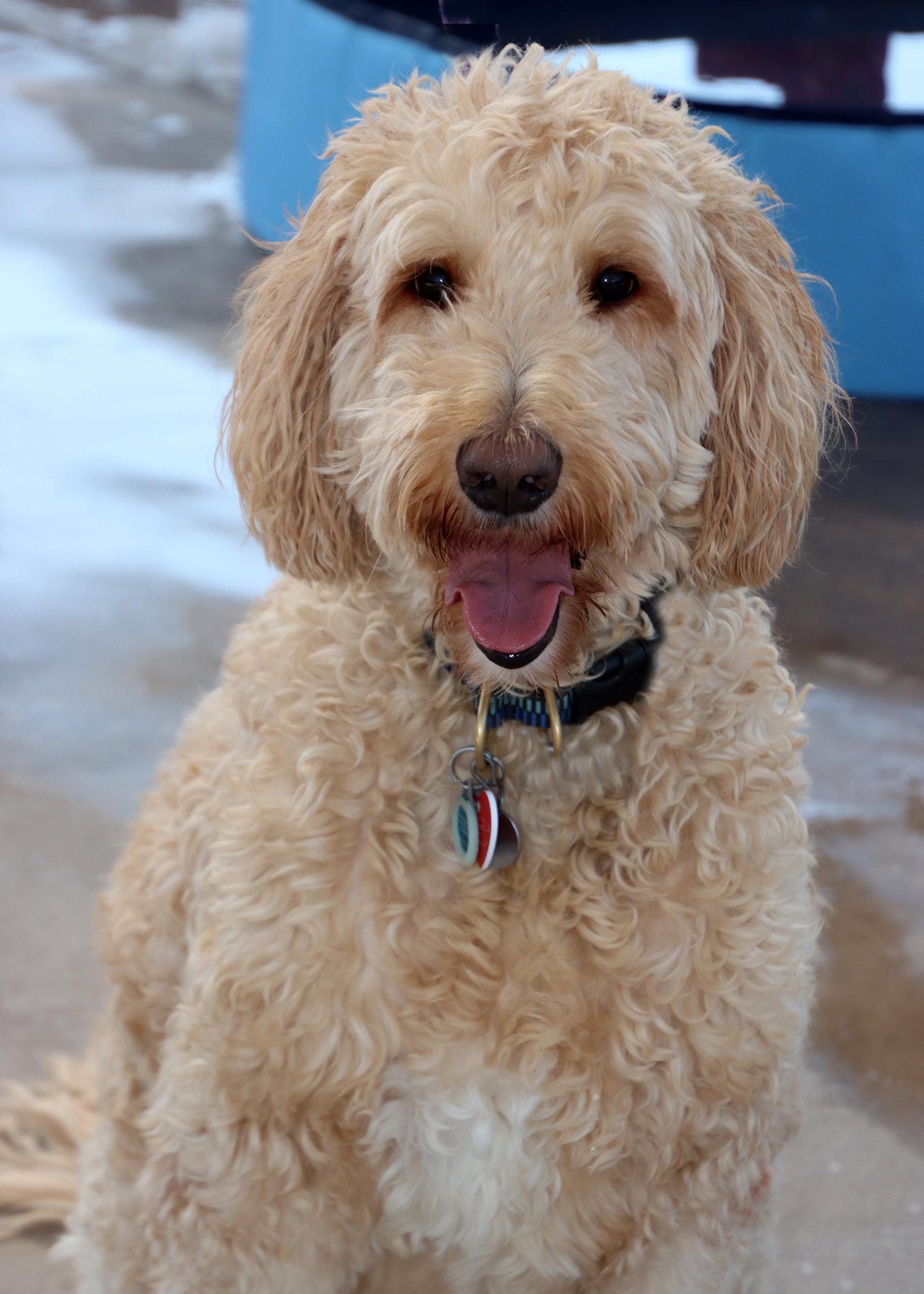 Leonardo, Adoptable, Adult Male Golden Retriever & Standard Poodle.