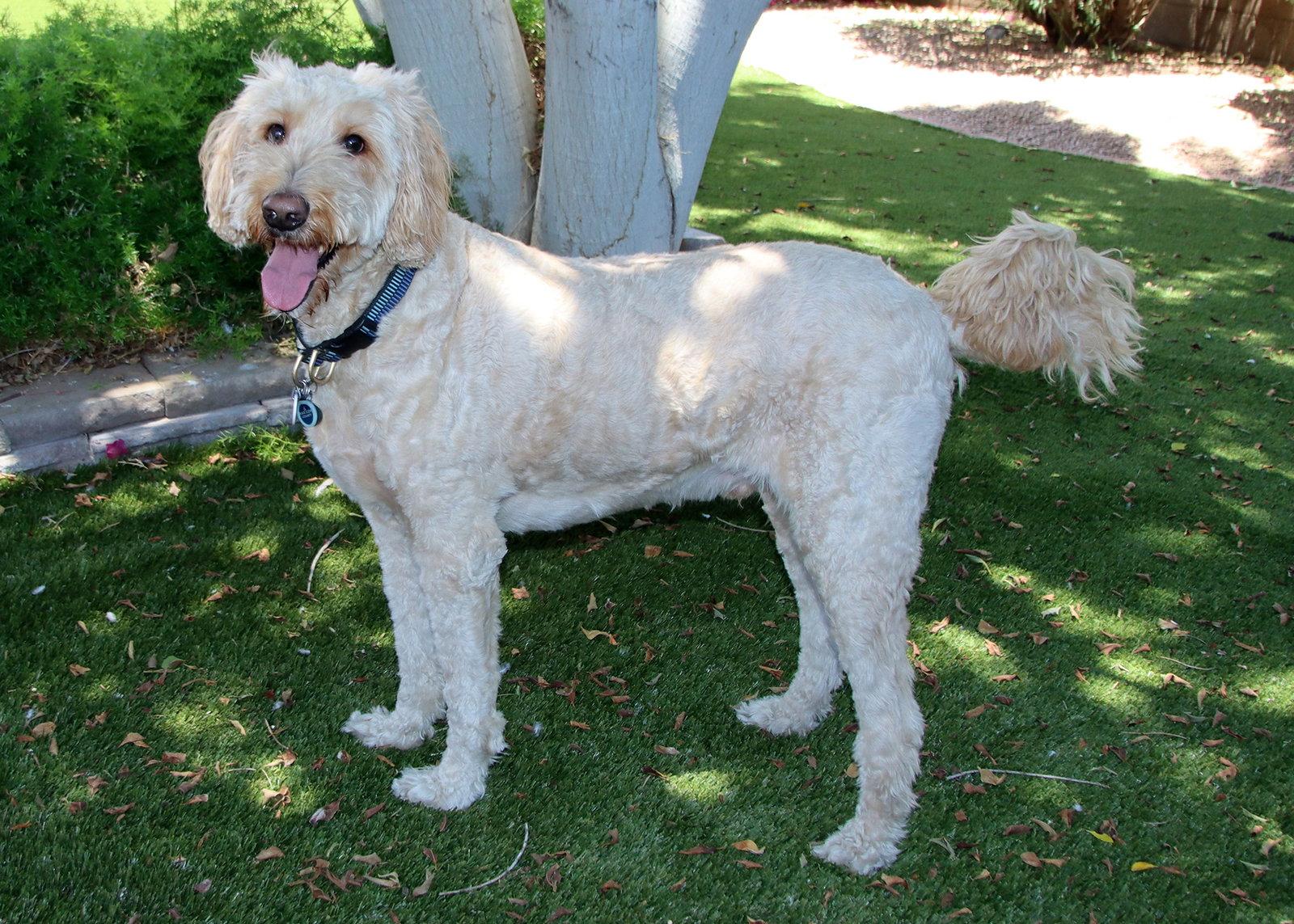 Leonardo, a Adoptable mixed breed in Glendale, AZ image 2/3