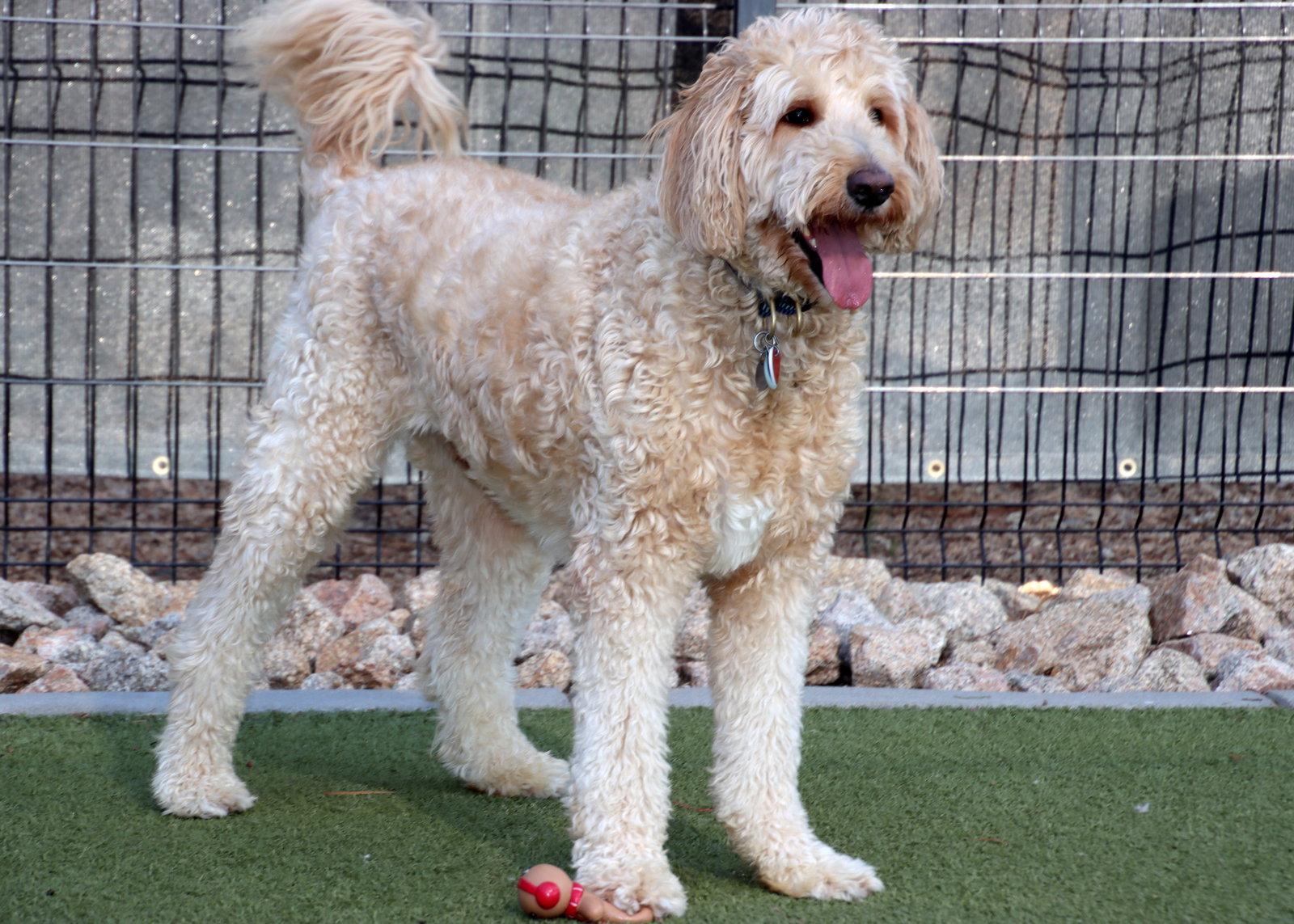 Leonardo, a Adoptable mixed breed in Glendale, AZ image 3/3