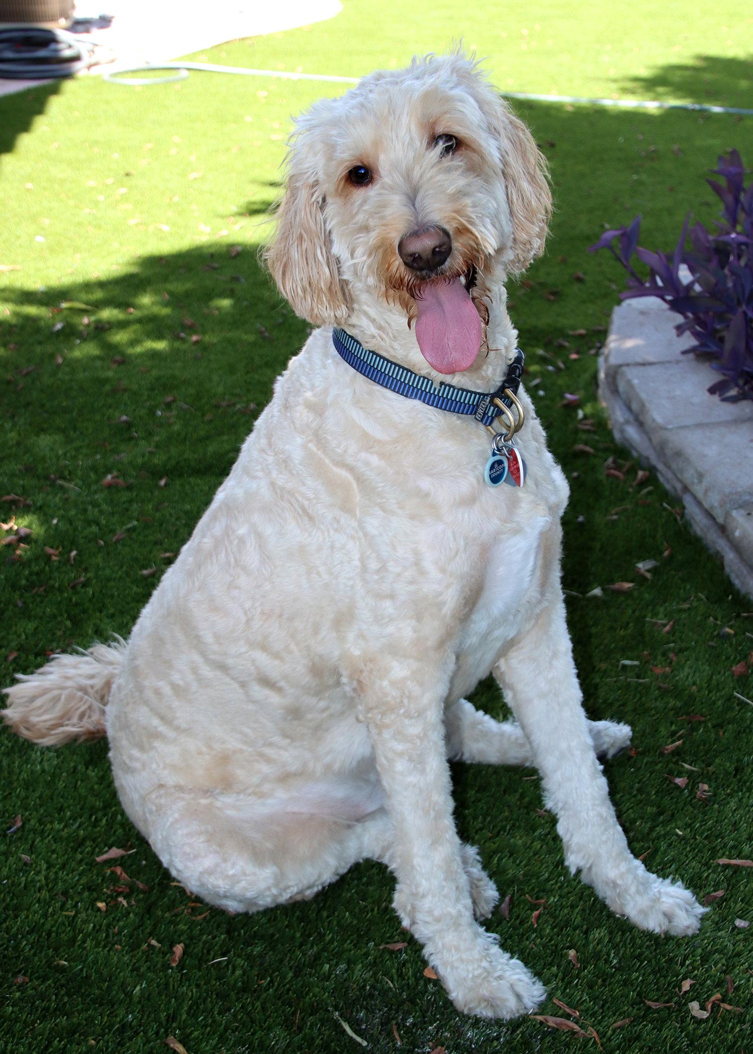 Leonardo, a Adoptable mixed breed in Glendale, AZ image 3/3