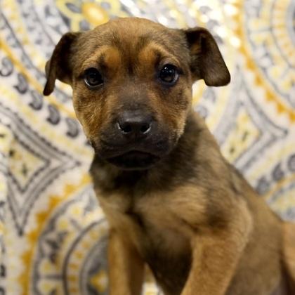 Enlarge Larissa--Rescued, an adopted mixed breed in Red Bluff, CA image 1/3