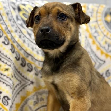 Enlarge Larissa--Rescued, an adopted mixed breed in Red Bluff, CA image 3/3