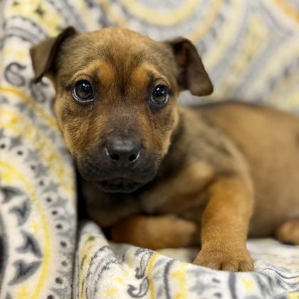 Enlarge Larissa--Rescued, an adopted mixed breed in Red Bluff, CA image 2/3