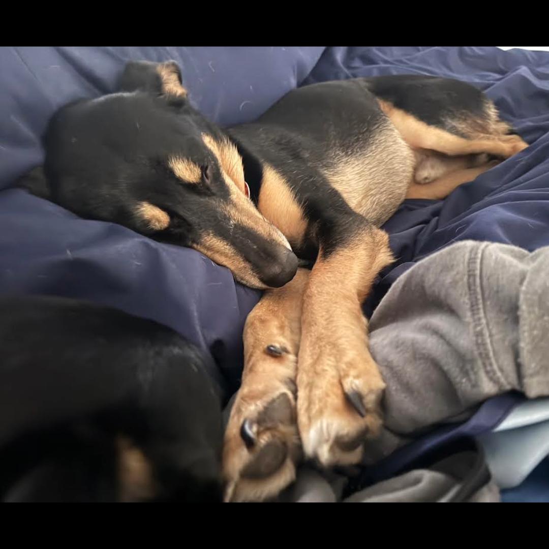 Enlarge Willie Nelson , a Adoptable mixed breed in Midlothian, VA image 5/6