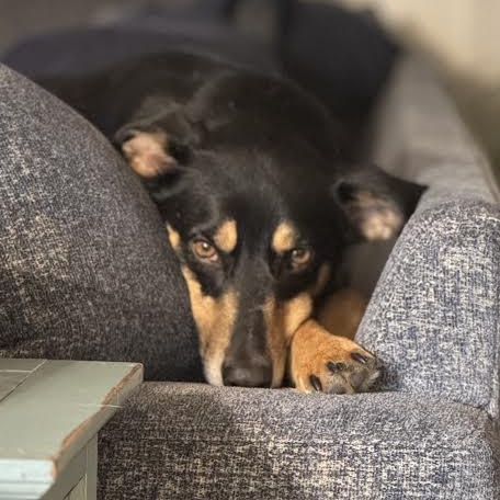 Enlarge Willie Nelson , a Adoptable mixed breed in Midlothian, VA image 2/6