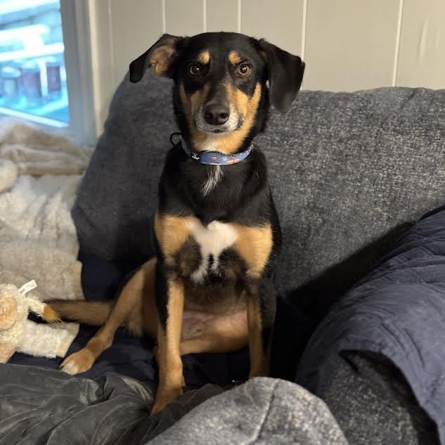 Enlarge Willie Nelson , a Adoptable mixed breed in Midlothian, VA image 1/6